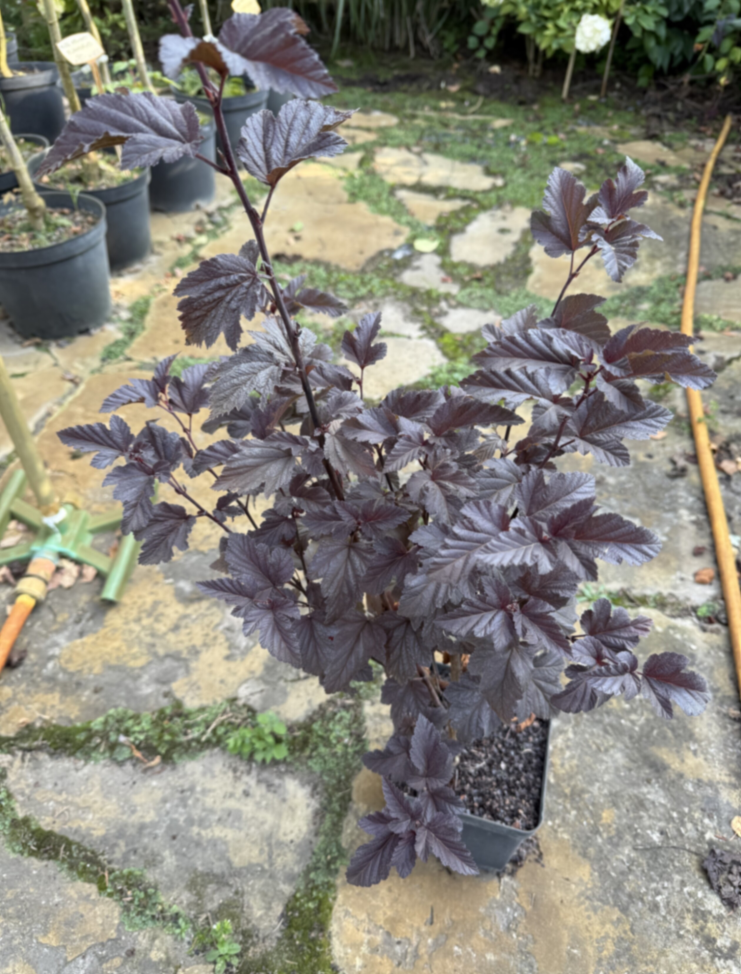 Пузыреплодник калинолистный Мефисто